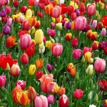 tulips-bed-colorful-color-69776