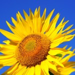 sun-flower-blossom-bloom-pollen-541484