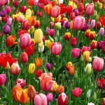 tulips-bed-colorful-color-69776