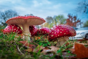 amanita-muscaria-fly-agaric-fungus-259660