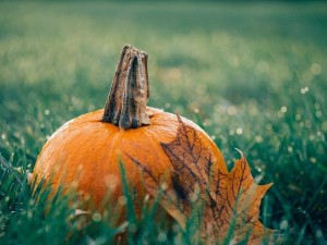 pumpkin-1030817_640